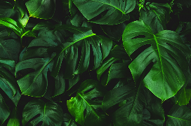 Green Leaves Placeholder